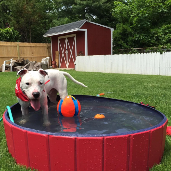 PORTABLE PAW POOL